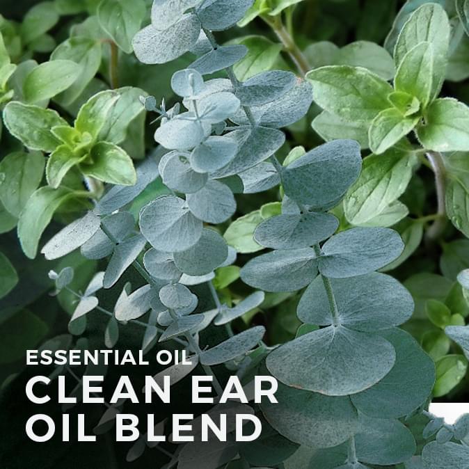 Clean Ear Oil Blend